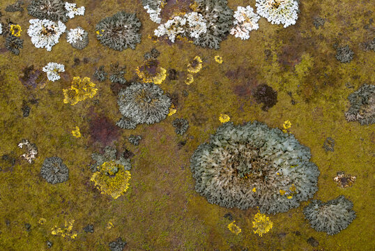 Macro lichen and moss patterns on a metal guard rail