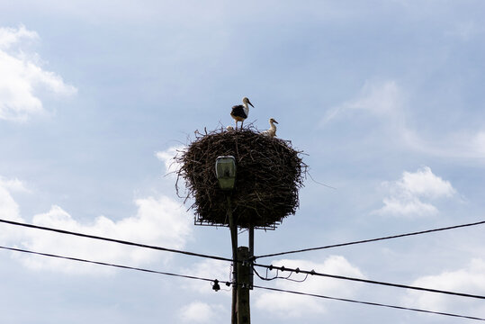 Storks nesting on electric pole in poland