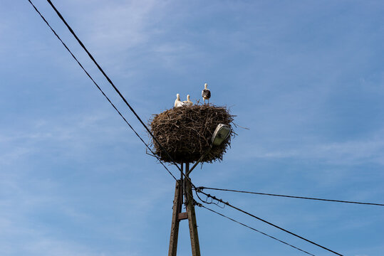 Three storks nesting on an electric pole in poland