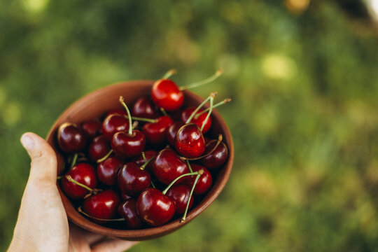 Hand holding bowl of fresh cherries outdoors