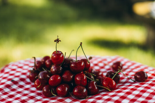 Freshly picked cherries on checkered picnic tablecloth