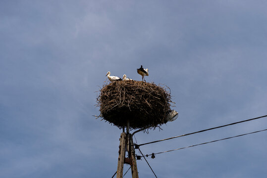 White storks nesting on electric pole in poland