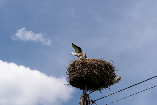 Storks nesting on electric pole in poland