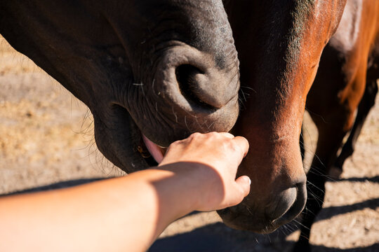 Close-up of human hand bonding with gentle horses outdoors