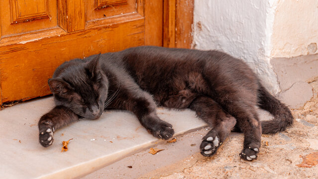 Sleeping black cat resting on doorstep by wooden door