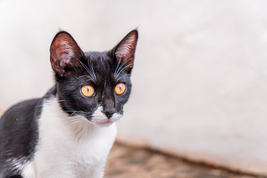 Black and white kitten portrait with copy space indoors