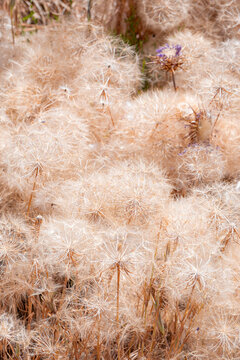 Close-up of fluffy thistle seedhead in summer meadow