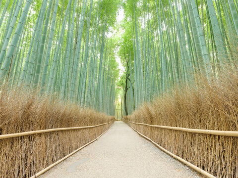 京都嵐山_竹林の小径の風景