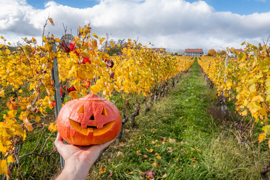 Jack-o'-lantern amidst colorful autumn vineyard