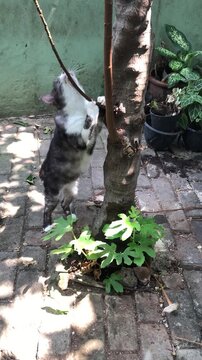 A cute cat standing on hind legs playing with a tree branch in a garden.