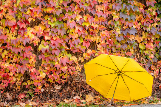 Vibrant autumn leaves and yellow umbrella in fall