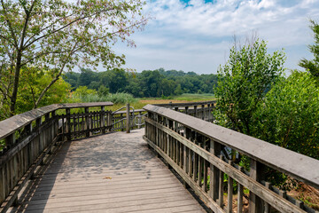 Obraz premium Scenic Wetland Boardwalk Inside Kenilworth Aquatic Gardens Washington DC Nature Preserve