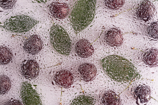 Ripe cherries and green leaves with water drops