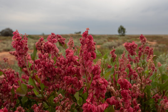 Closeup of the right red flowers and fruits of bladder dock, rumex vesicarius, pictured in the desert of the Nullarbor Plain in South Australia.
