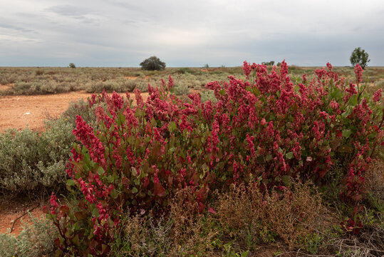 Bright red flowers and fruits of bladder dock, rumex vesicarius, pictured in the desert of the Nullarbor Plain in South Australia.