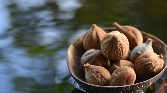 Terminalia bellirica or Beleric Myrobalan fruits placed on floating vessel against natural backdrop.