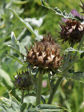 Artichoke thistle plant where the  flower has turned brown
