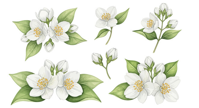 Exquisite watercolor collection of fragrant jasmine flowers and delicate buds, adorned with lush green leaves, ideal for elegant botanical designs, wedding invitations, and serene decorative projects