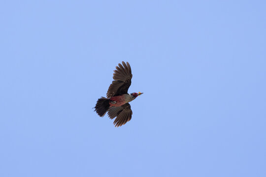 A Lewis's Woodpecker flies up through a clear blue sky with a butterfly in its beak to deliver it to the young birds in its nest on a hot summer day in the Ashley National Forest Utah USA.