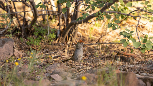 A Green Tailed Towhee forages for insects on the forest floor beneath a bush while late afternoon sunlight slants across the ground behind him in the Ashley National Forest Utah USA.