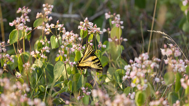 A Western Tiger Swallowtail Butterfly feeds on the nectar of delicate pink dogbane flowers in late evening light in the Ashley National Forest near Flaming Gorge Utah USA.