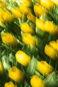 Impressionistic motion blur of yellow tulip flower bed
