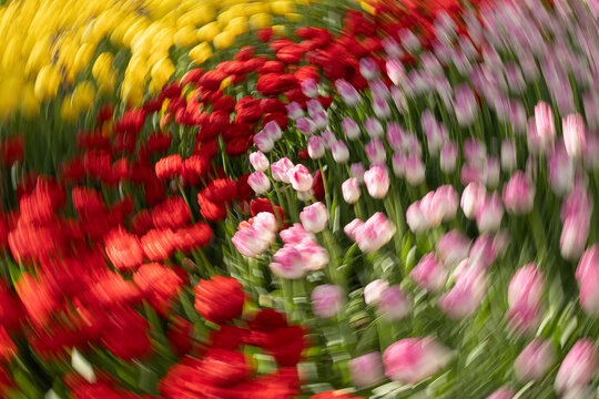 Impressionistic motion blur of colorful tulip flower bed