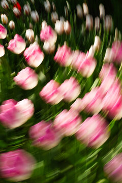 Impressionistic motion blur of pink and white tulip bed