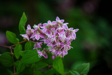 Fototapeta premium Pink flowering shrub against a dark green garden background