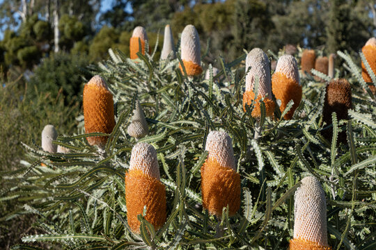 Banksia prionotes (commonly known as acorn banksia or orange banksia) featuring acorn-shaped flower blooming above dense foliage.  It is native to the southwest of Western Australia