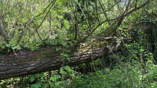 Fallen tree covered with ivy in dense green woodland