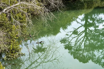 Reflections of surrounding vegetation in Oakley Creek and inlet in Waterview Reserve. © Brian Scantlebury