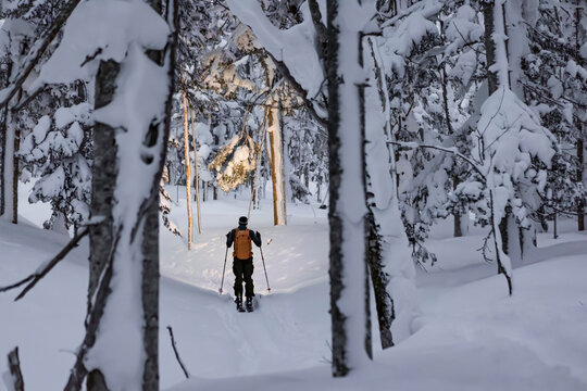 Anonymous man splitboarding through snowy forest in Hokkaido