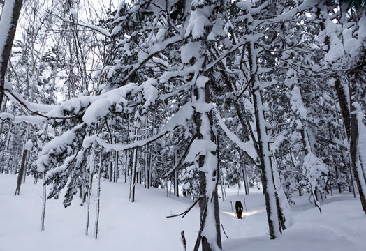 Anonymous man splitboarding through snowy forest in Hokkaido