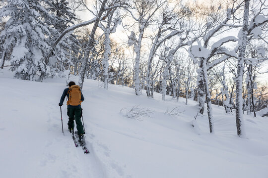 Anonymous man splitboarding uphill through snowy forest in Hokkaido
