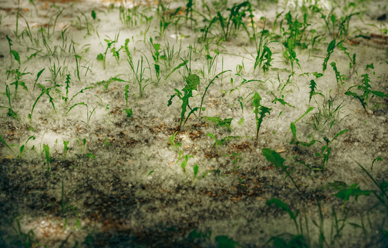 Poplar Fluff Covering Ground Among Wild Grass in Spring