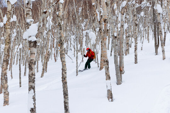 Backcountry skier in birch forest powder, Niseko Japan