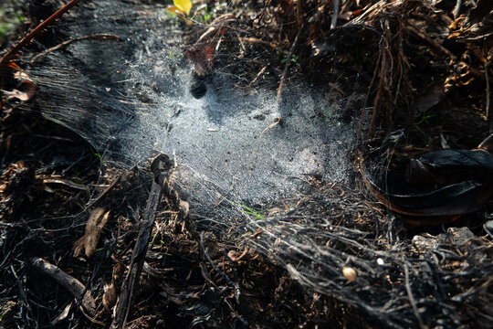 A fine dense ground spider web or a funnel weaver or sheet weaver stretches across a bed of dark, burnt organic matter, soil, and dry twigs