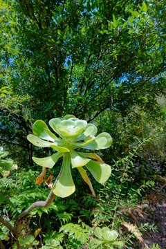 Detail of an Aeonium succulent plant in a natural forest setting in Gran Canaria