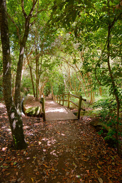 Mountain trail with wooden bridge amidst the lush vegetation of the Canary laurel forest