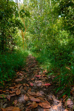 Forest path covered with dry leaves in a dense forest in Gran Canaria