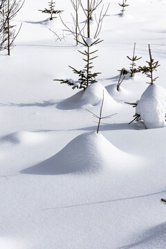 Snow-covered pine sapling in a quiet winter landscape