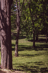 Fototapeta premium Tree trunks and green lawn in a quiet city park