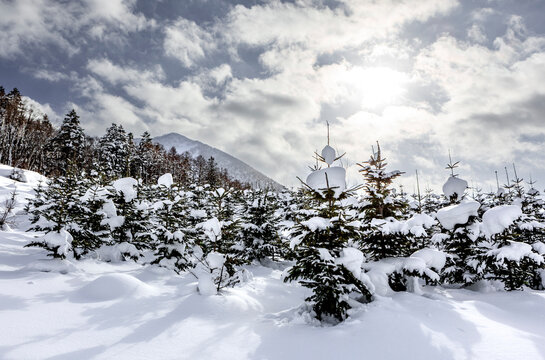 Snowy evergreen forest landscape in Japan mountain valley