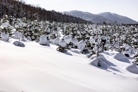 Snowy japanese mountain landscape with young conifer forest
