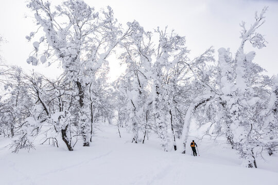 Backcountry ski touring in snowy Japan birch forest