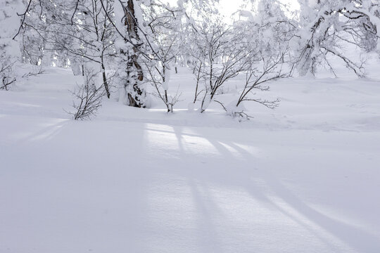 Snow-covered winter forest in Japan with soft shadows