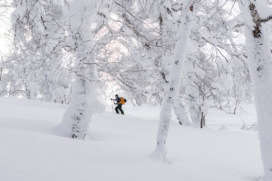 Splitboard touring in Japan birch forest after snowfall