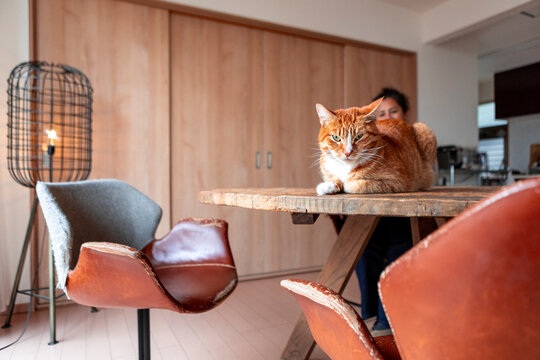 Ginger tabby cat resting on rustic table in cozy home