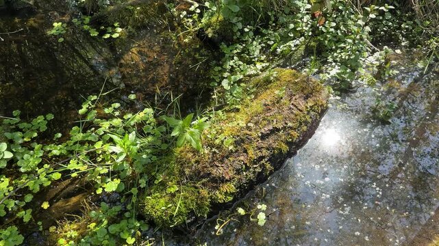 Moss covered fallen log in sunlit woodland stream